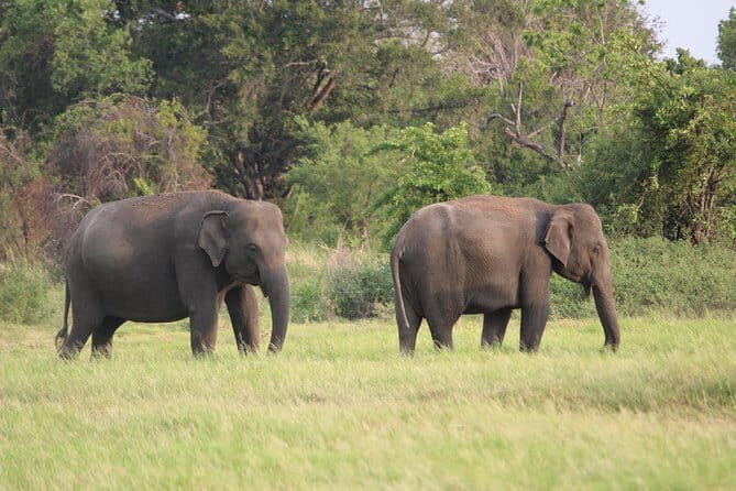 Minneriya National Park Safari from Polonnaruwa - Exploring the Itinerary: What You Can Expect