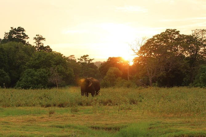 Minneriya National Park Safari from Polonnaruwa - Why This Tour Works for You