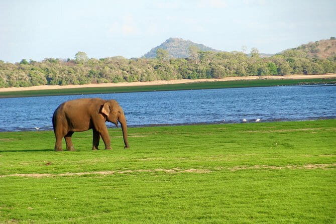 Minneriya National Park Safari from Polonnaruwa - FAQs
