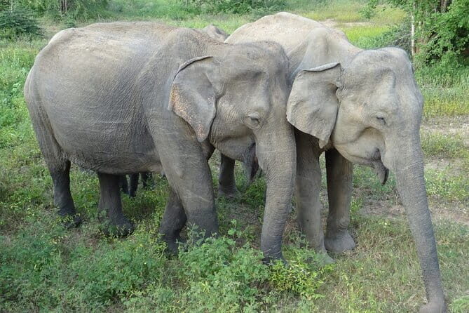 Minneriya National Park Safari | Jeep with Tickets - Authentic Insights from Reviewers