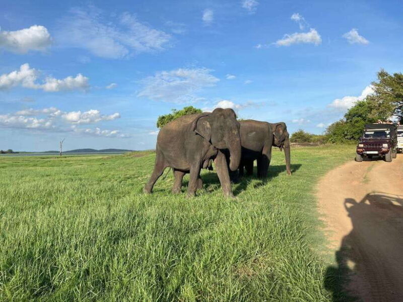 Minneriya National Park : Safari Jeep with Tickets - Final Thoughts: Is This Safari Right for You?