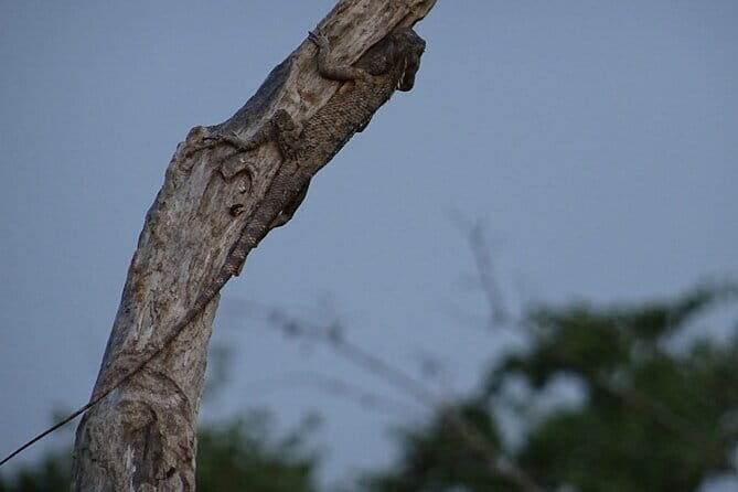 Minneriya National Park Safari | Jeep with Tickets - A Detailed Look at the Safari Experience