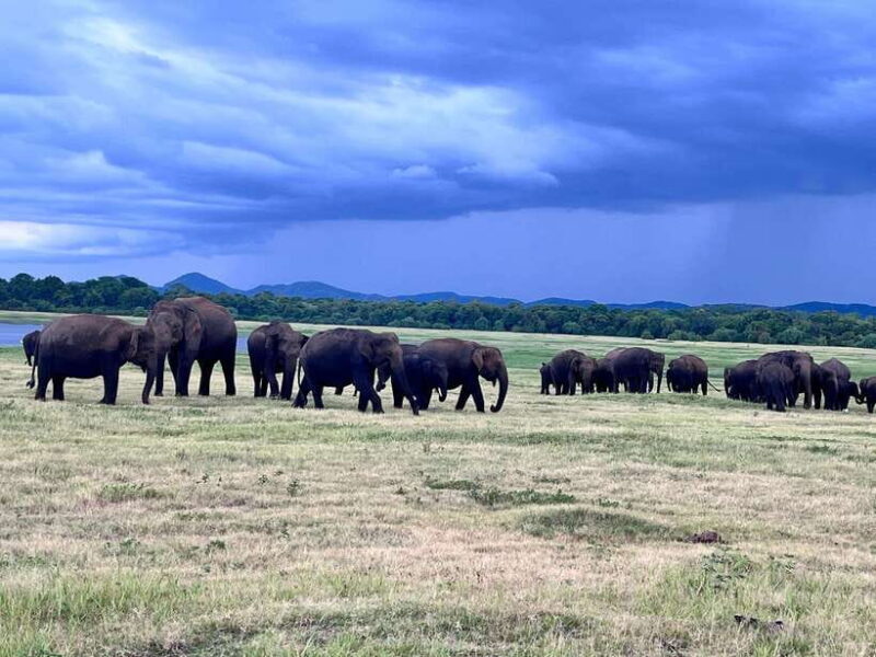 Minneriya National Park : Safari Jeep with Tickets - Pricing and Value