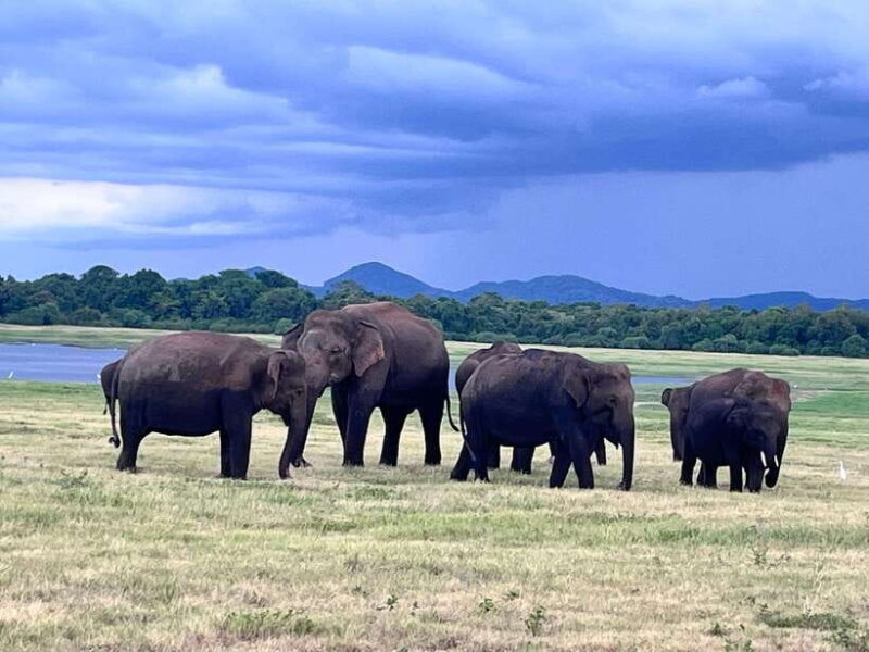 Minneriya National Park : Safari Jeep with Tickets - Practical Tips for Visitors