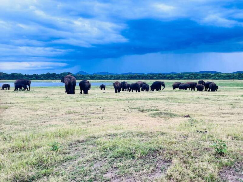 Minneriya National Park : Safari Jeep with Tickets - The Sum Up