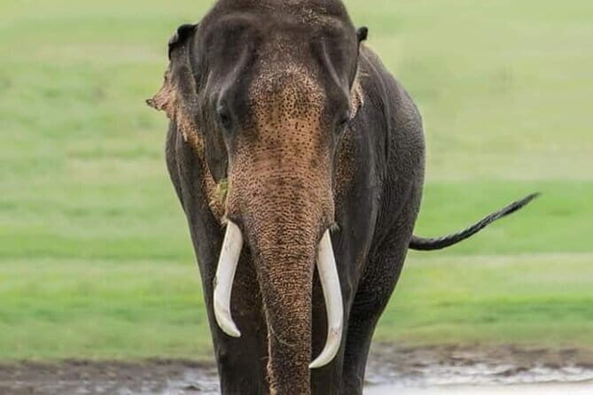 Minneriya National Park Safari [private , full package] - Pricing and Value