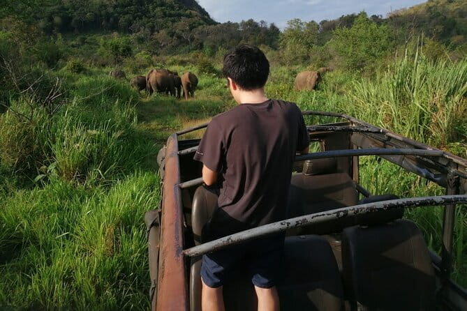 Minneriya National Park Safari - Private Jeep with Hotel Pickup - Good To Know