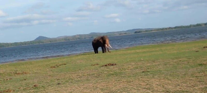 Minneriya National Park Safari - The Itinerary in Detail