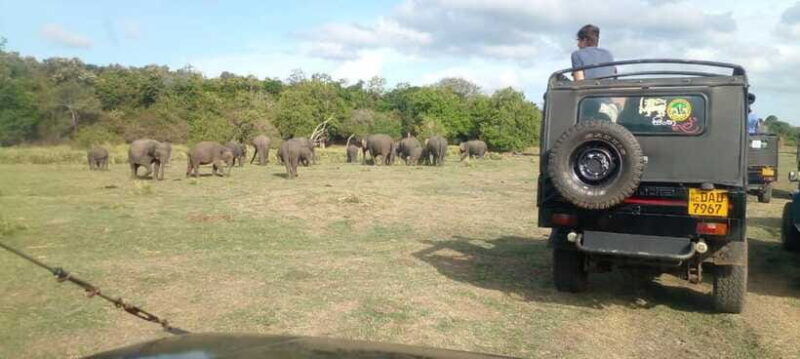 Minneriya National Park Safari - Who Is This Tour Best For?
