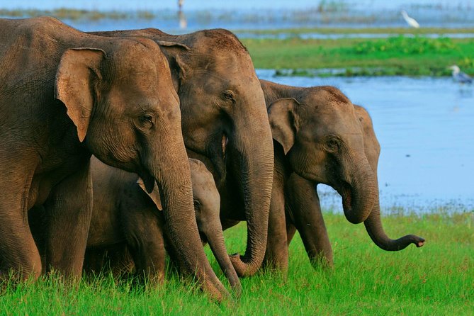 Minneriya National Park Safari Tour From Dambulla or Polonnaruwa - Tour Highlights