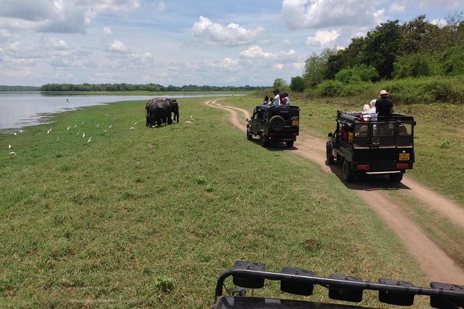 Minneriya National Park Safari Tour From Dambulla or Polonnaruwa - Wildlife Encounters