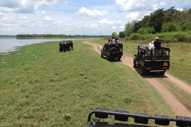 Minneriya National Park Safari Tour From Dambulla or Polonnaruwa - Pricing Details