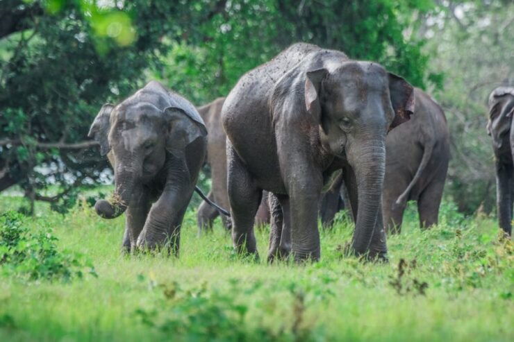 Minneriya National Park Safari With Jeep & Entrance Ticket - Booking Policies and Flexibility