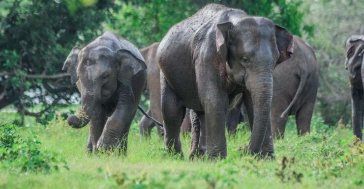 Minneriya National Park Safari With Jeep & Entrance Ticket - Itinerary Overview