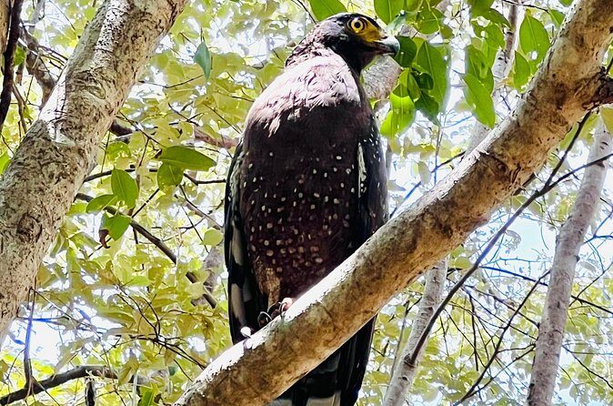 Minneriya National Park Shared 4WD Adventure - Value for Money and Overall Experience
