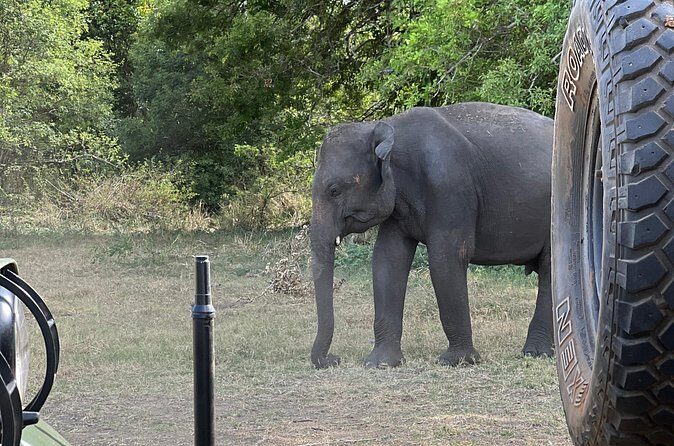 Minneriya National Park Shared 4WD Adventure - Insights from Reviews