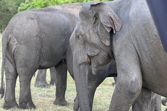 Minneriya National Park Shared 4WD Adventure - Final Thoughts