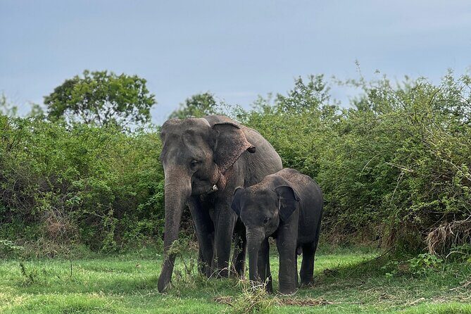 Minneriya National Park Shared 4WD Adventure - Why Choose This Tour?