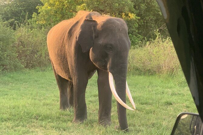 Minneriya National Park Shared 4WD Adventure - What the Reviews Highlight