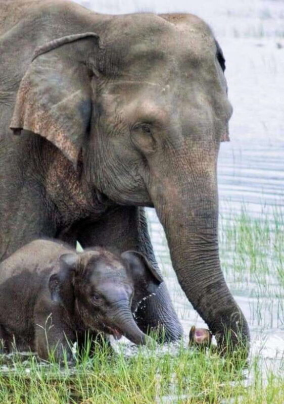 Minneriya National Park Wild Elephant Safari - Introduction