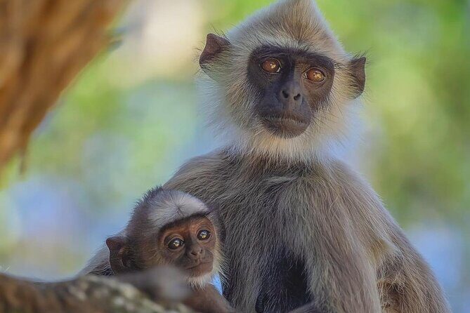 Minneriya National Park Wildlife & Elephant Safari from Sigiriya - The Experience in Detail