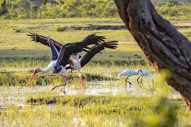Minneriya National Park Wildlife & Elephant Safari from Sigiriya - Who Will Love This Safari?