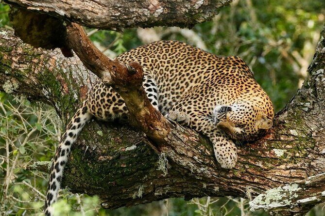 Minneriya National Park Wildlife & Elephant Safari from Sigiriya - FAQ