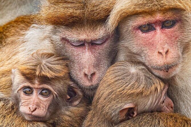 Minneriya National Park Wildlife & Elephant Safari from Sigiriya - FAQ