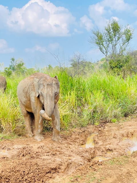 Minneriya Park Jeep Safari With Tickets Include Pickup Drop - Wildlife Observation Highlights