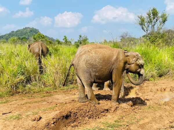 Minneriya Park Jeep Safari With Tickets Include Pickup Drop - Photography Tips for Safari