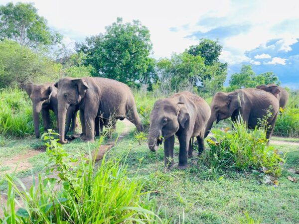 Minneriya Park Jeep Safari With Tickets Include Pickup Drop - Customer Experiences and Ratings