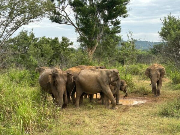 Minneriya Park Jeep Safari With Tickets Include Pickup Drop - Frequently Asked Questions