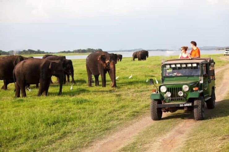 Minneriya: Private Jeep Safari From Trincomalee - Good To Know