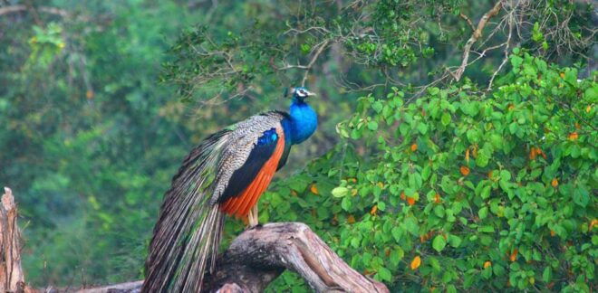Minneriya: Private Jeep Safari From Trincomalee - Inclusions and Amenities