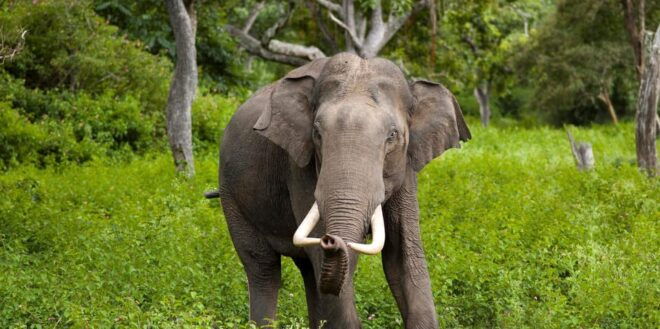 Minneriya: Private Jeep Safari From Trincomalee - Important Information