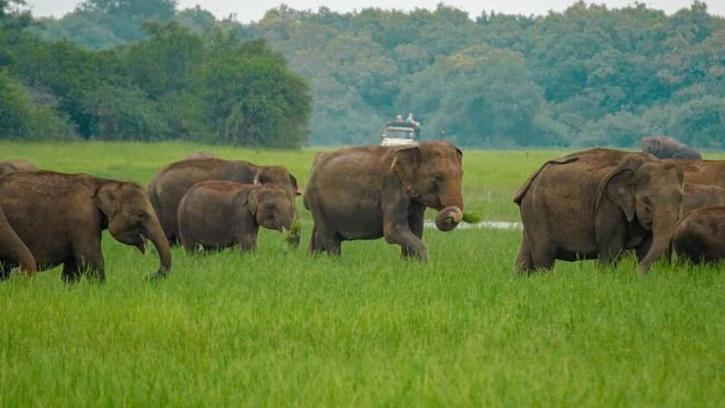 Minneriya Safari: Morning Birds or Afternoon Herds - Good To Know