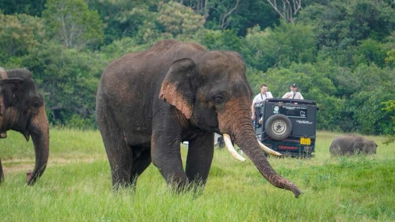 Minneriya Safari: Morning Birds or Afternoon Herds - FAQs