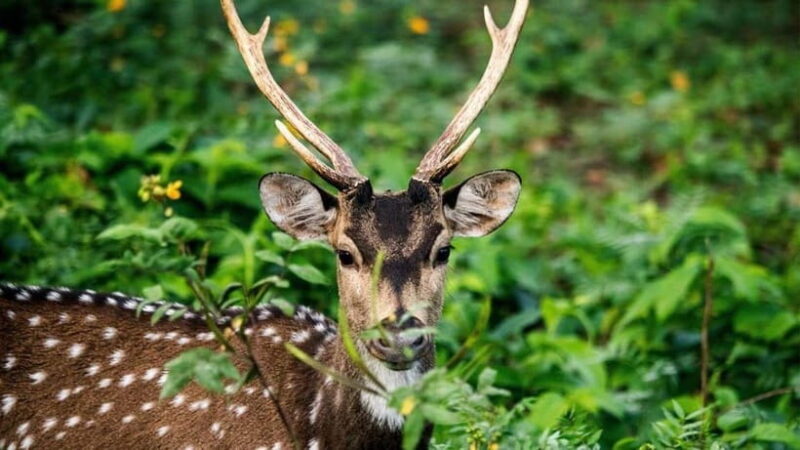 Minneriya Safari Park Private Tour From Habarana/Sigiriya - Authentic Experiences from Past Travelers