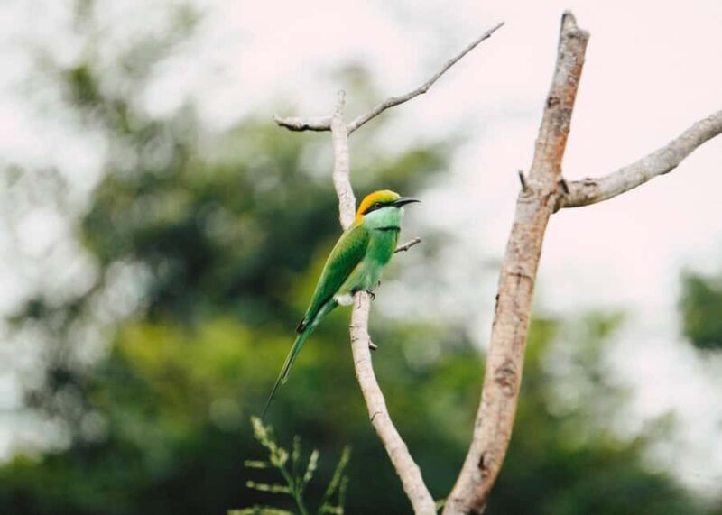 Minneriya: Twilight Safari Experience in the Land of Giants - Good To Know