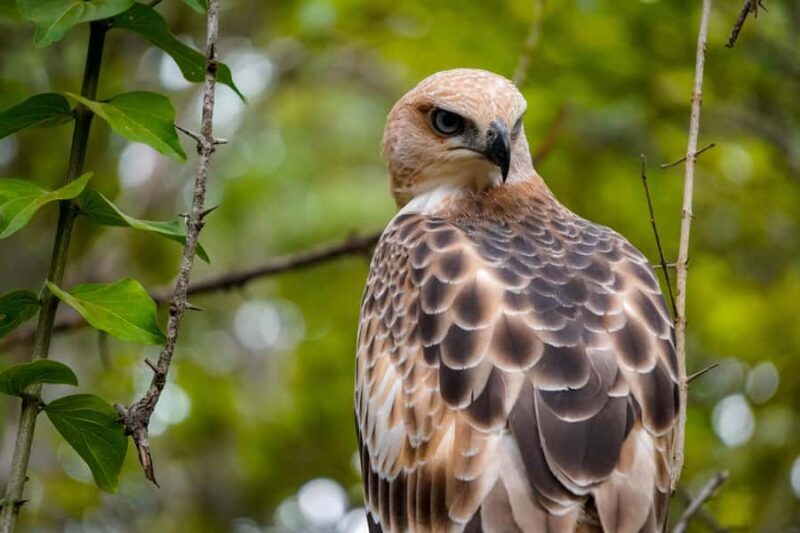 Minneriya: Twilight Safari Experience in the Land of Giants - What You Need to Know Before Booking