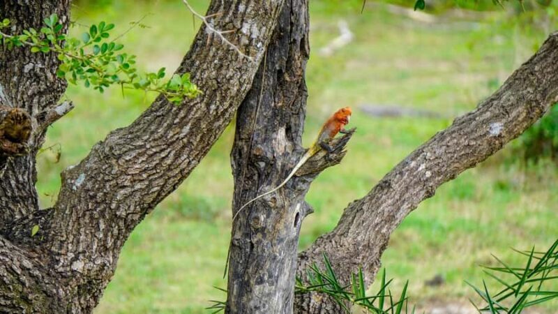 Minneriya: Twilight Safari Experience in the Land of Giants - Why This Tour Is Worth It