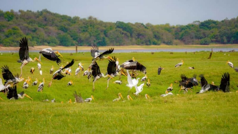 Minneriya: Twilight Safari Experience in the Land of Giants - Who Should Book This Tour?