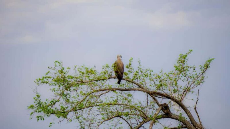 Minneriya: Twilight Safari Experience in the Land of Giants - The Sum Up