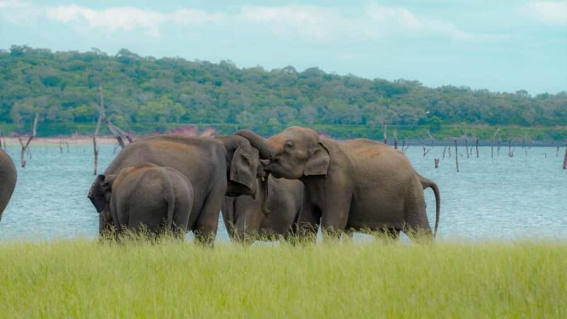 Minneriya: Twilight Safari Experience in the Land of Giants - Final Thoughts