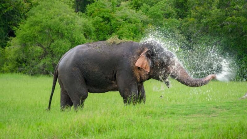 Minneriya: Twilight Safari Experience in the Land of Giants - FAQs