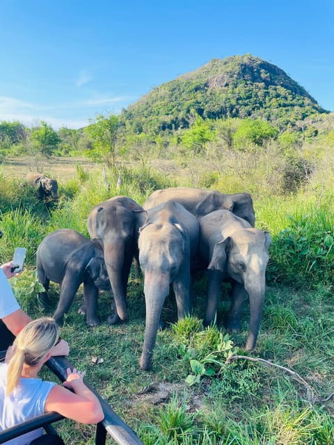 Minneriya Wild Jeep Safari With Free Hotel Pickup & Drop - Safari Experience Highlights