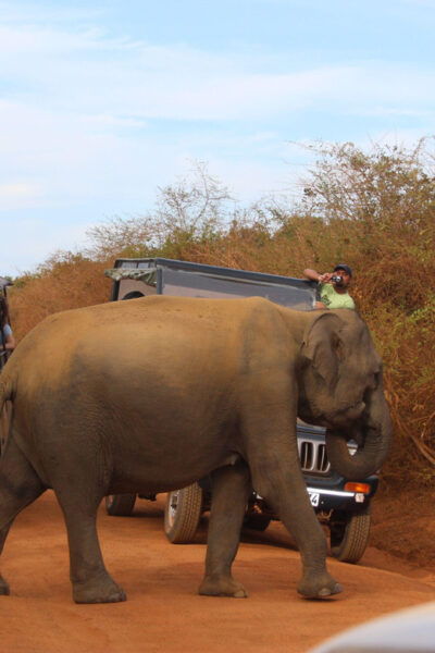 Minneriya:Jeep Safari From Kandy - Environmental Considerations