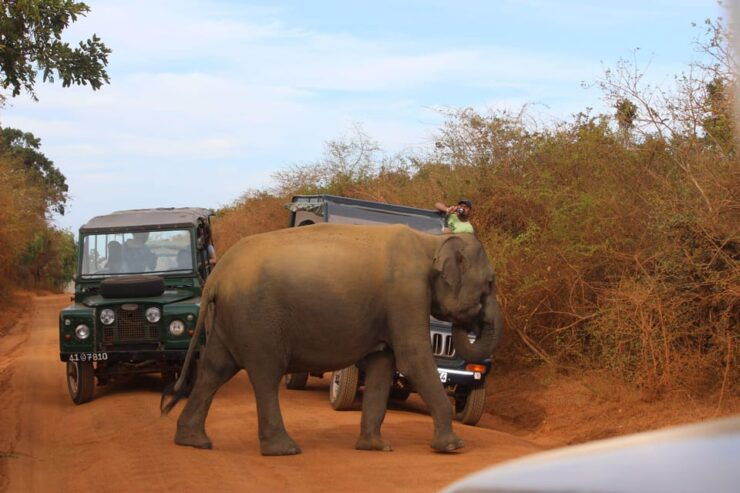 Minneriya:Jeep Safari From Sigiriya - Good To Know