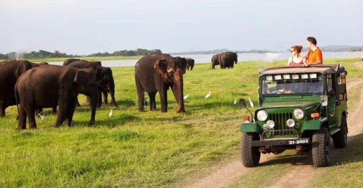 Minneriya:Jeep Safari From Sigiriya - Booking Process