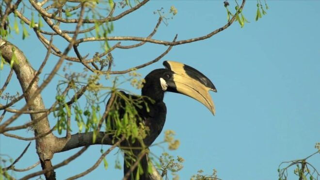 Minneriya:Jeep Safari From Sigiriya - Wildlife Highlights